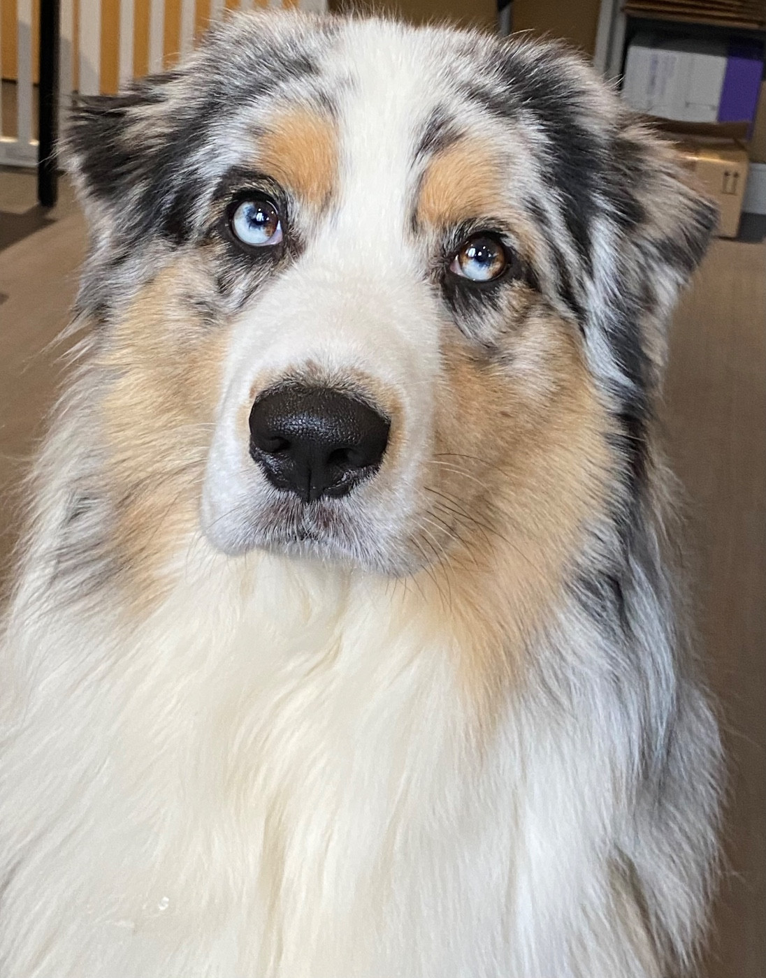 Voa hotu Des Ruines De Champlieu