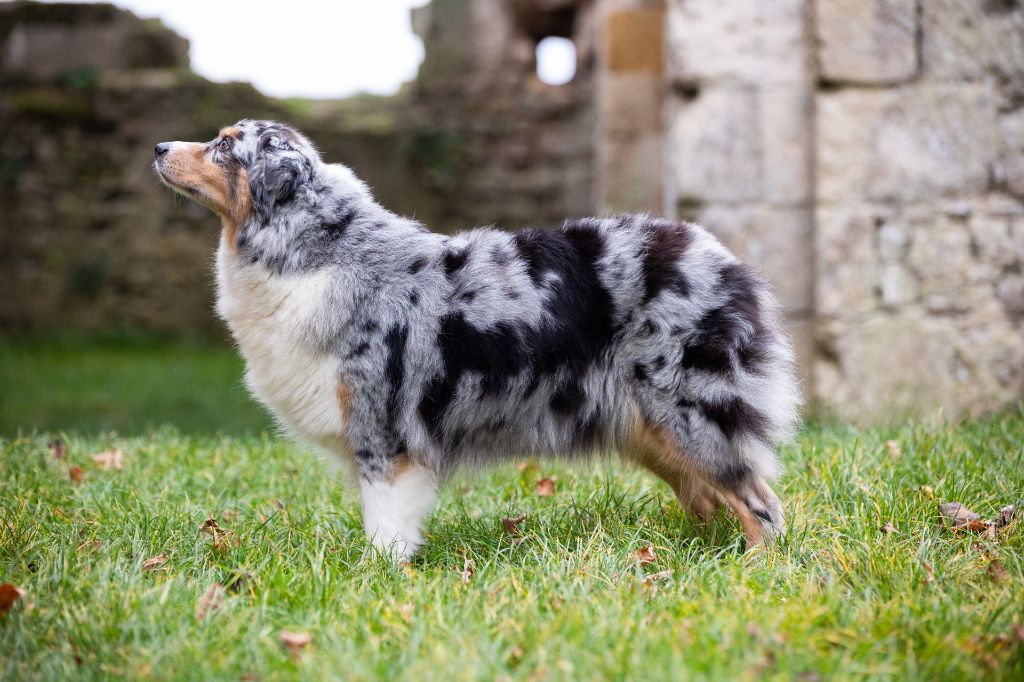 Rowa kailua Des Ruines De Champlieu