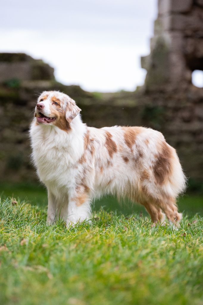 Tavake paita Des Ruines De Champlieu