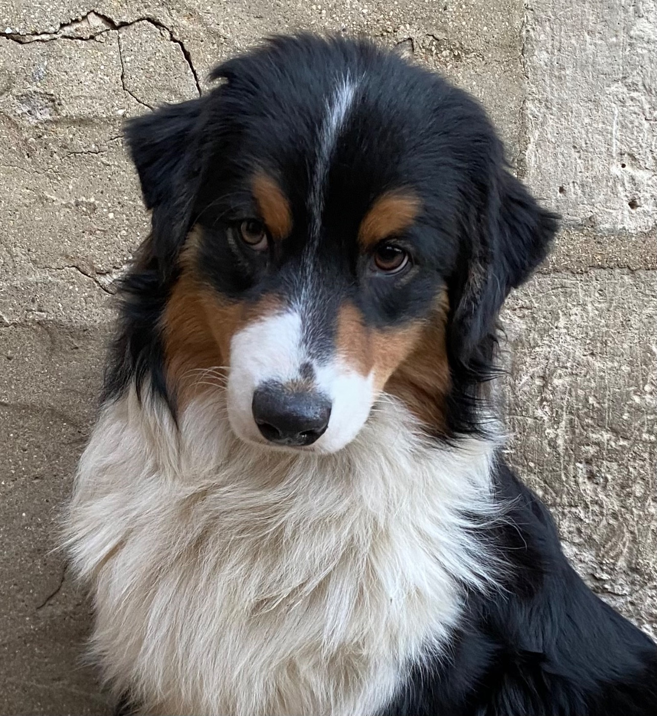 ATA ITI Des Ruines De Champlieu