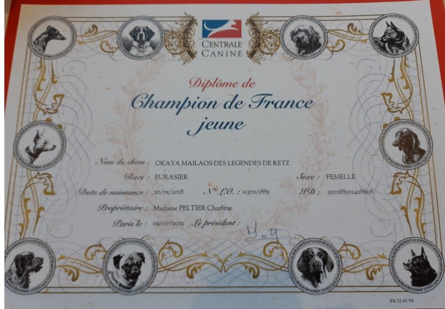 Des Ruines De Champlieu - Champion de France Jeune