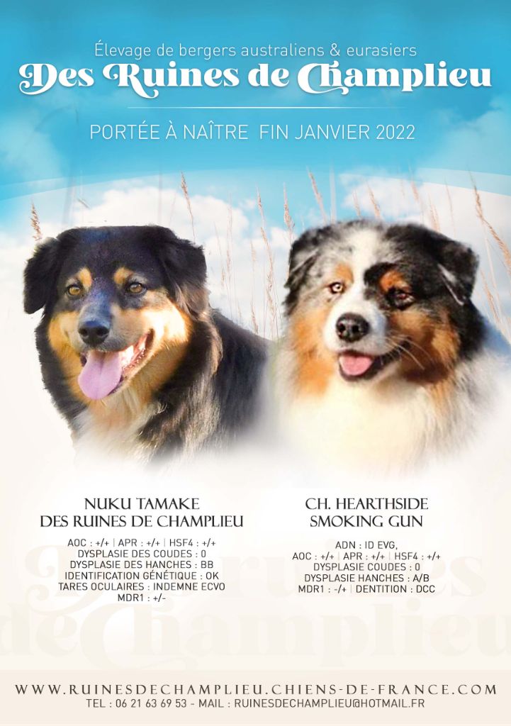 Des Ruines De Champlieu - Naissance fin janvier 2022