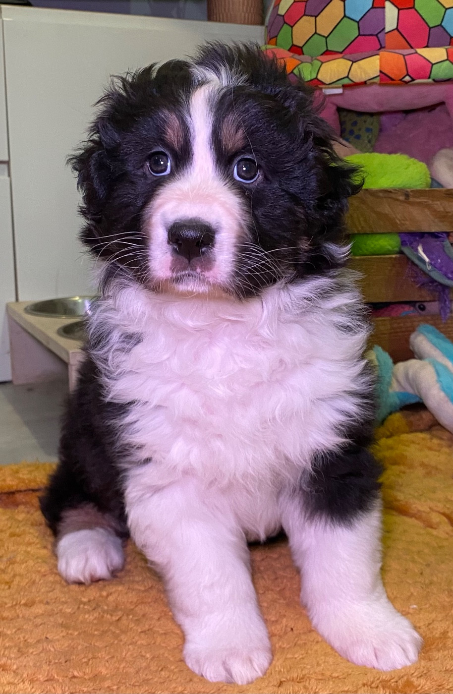 Des Ruines De Champlieu - Chiots disponibles - Berger Australien