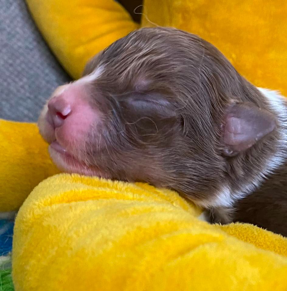 Des Ruines De Champlieu - Chiots disponibles - Berger Australien