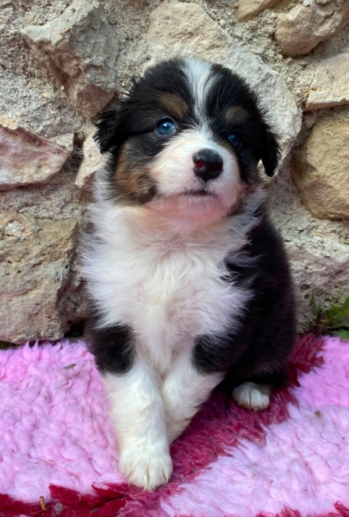 Des Ruines De Champlieu - Chiots disponibles - Berger Australien