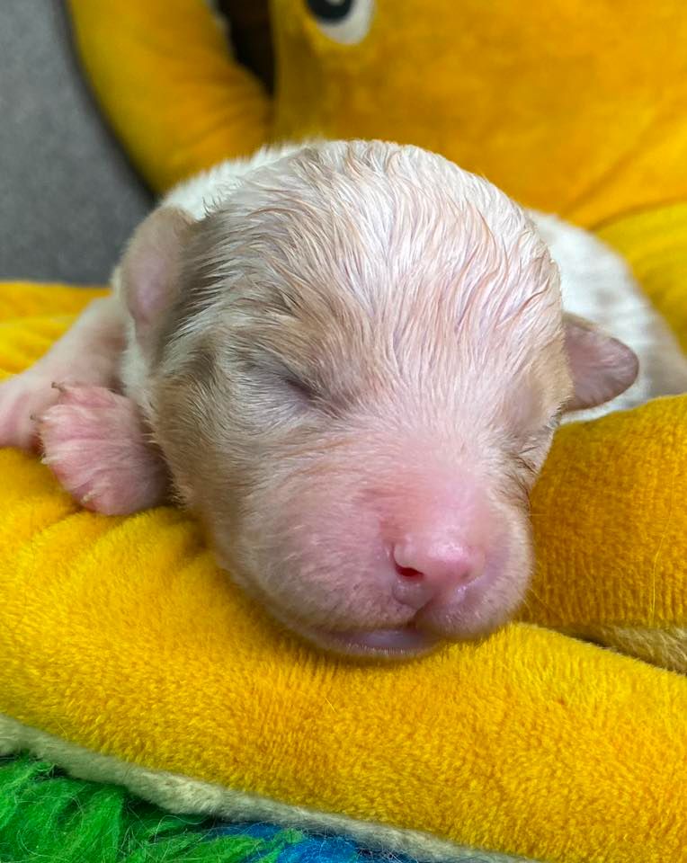 Des Ruines De Champlieu - Chiots disponibles - Berger Australien