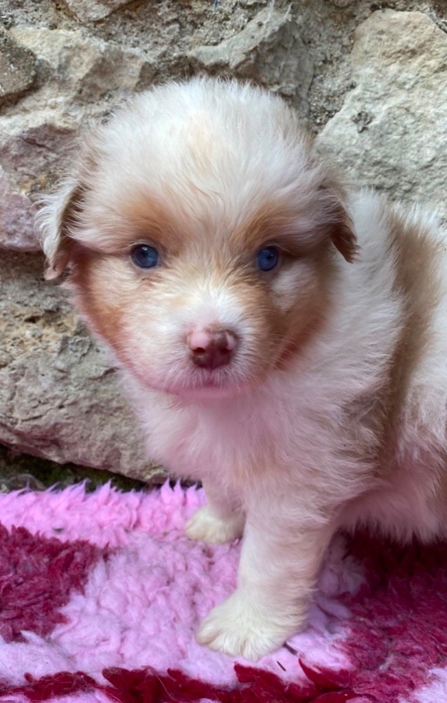 Des Ruines De Champlieu - Chiots disponibles - Berger Australien