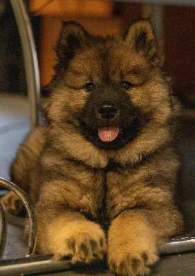TARA