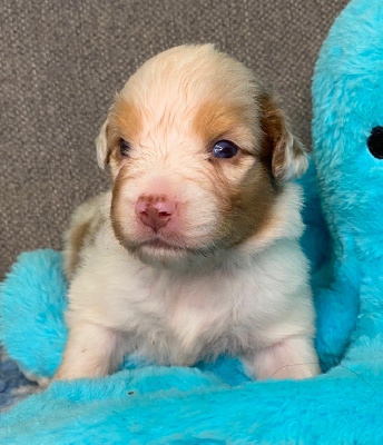 CHIOT