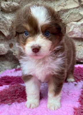 CHIOT