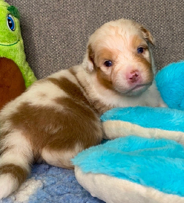 CHIOT