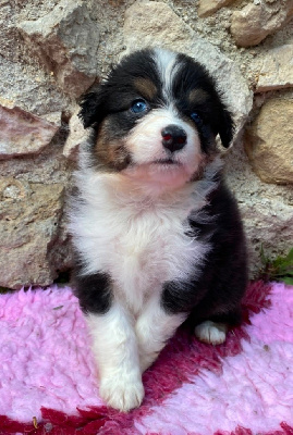 CHIOT