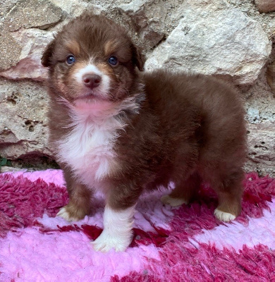 CHIOT