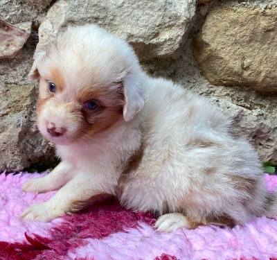 CHIOT