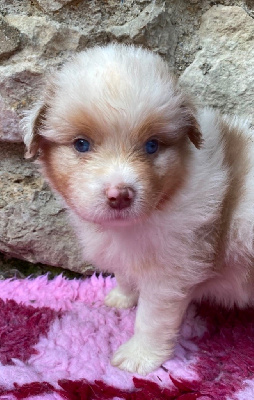 CHIOT