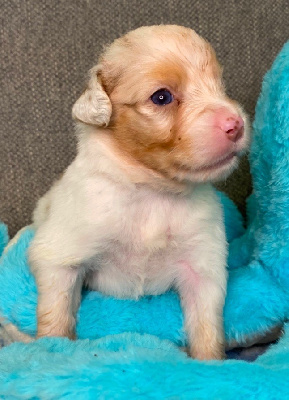 CHIOT