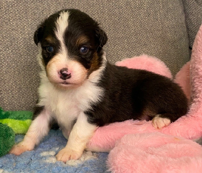 CHIOT