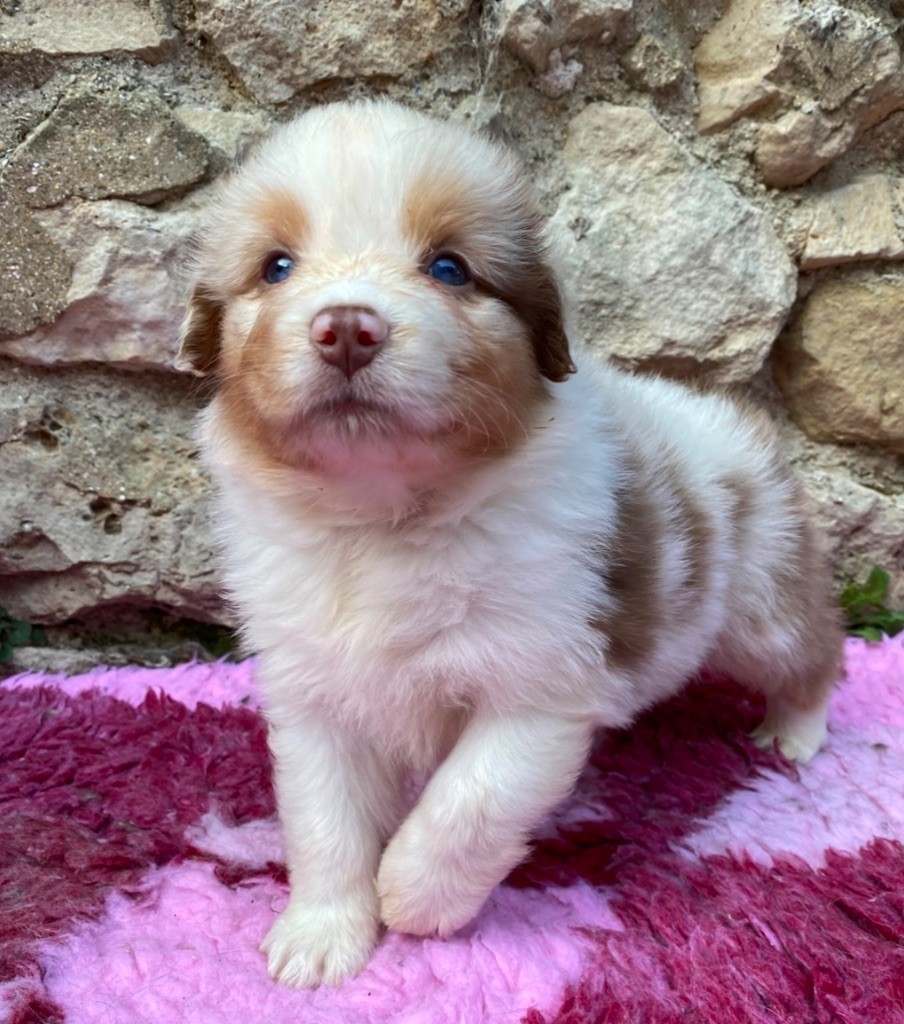 Des Ruines De Champlieu - Chiots disponibles - Berger Australien
